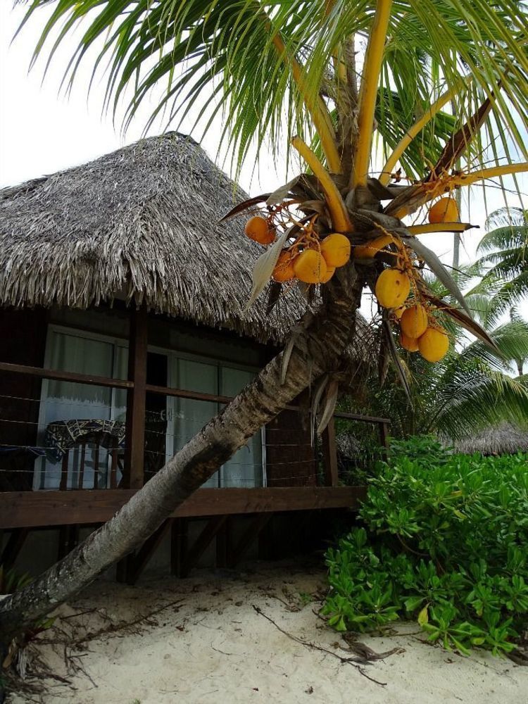 Hotel Les Tipaniers Moorea Extérieur photo